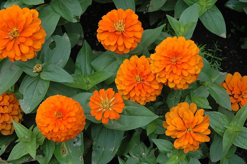 Magellan Orange Zinnia (Zinnia 'Magellan Orange') at Ted Lare Design and Build