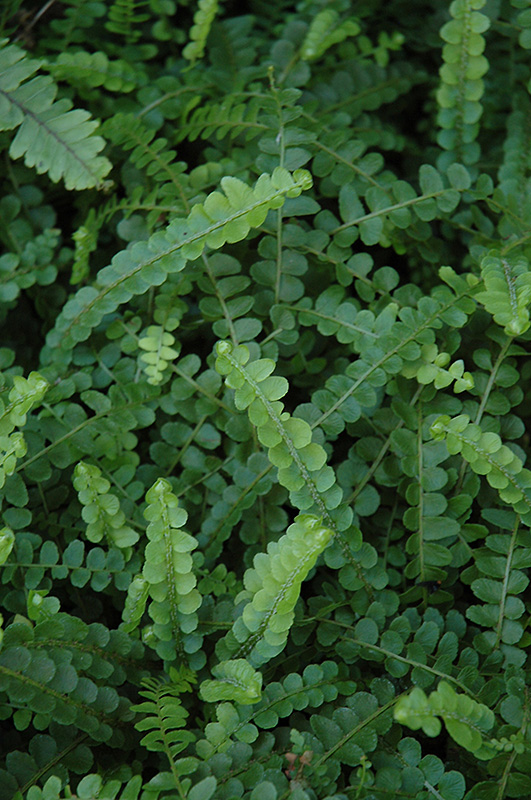 Lemon Buttons Fern (Nephrolepis cordifolia 'Duffii') at Ted Lare Design and Build