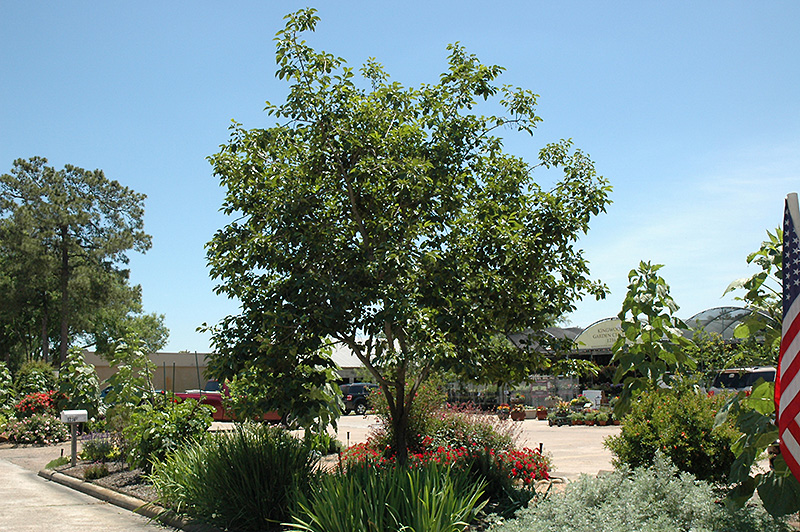 Common Persimmon (Diospyros virginiana) at Ted Lare Design and Build