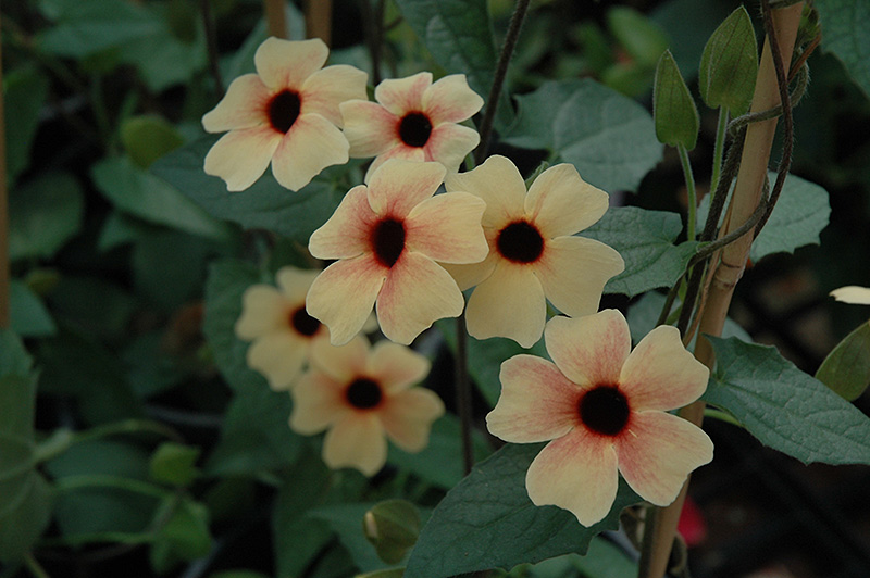 African Sunset Black-Eyed Susan (Thunbergia alata 'African Sunset') at Ted Lare Design and Build