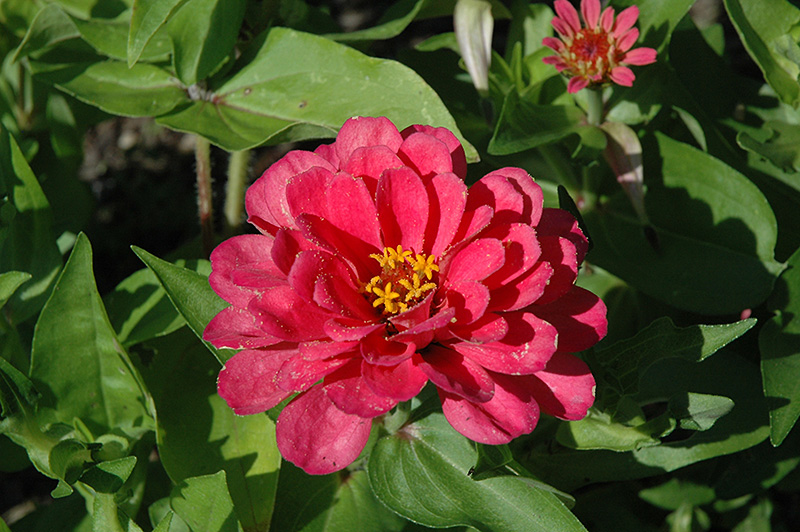 Dreamland Pink Zinnia (Zinnia 'Dreamland Pink') at Ted Lare Design and Build