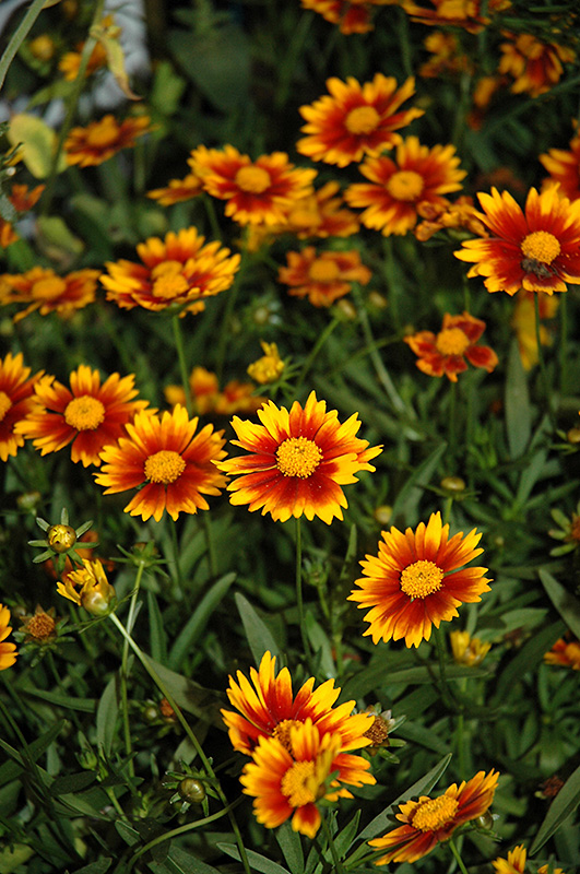 Lil' Bang Daybreak Tickseed (Coreopsis 'Daybreak') at Ted Lare Design and Build