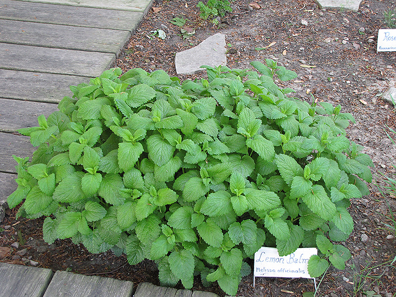 Lemon Balm (Melissa officinalis) at Ted Lare Design and Build