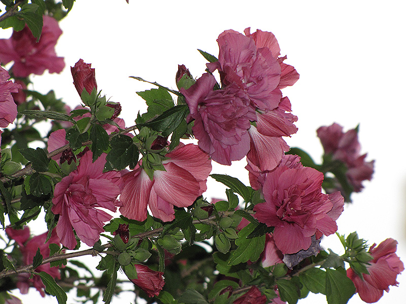 Collie Mullins Rose Of Sharon (Hibiscus syriacus 'Collie Mullins') at Ted Lare Design and Build