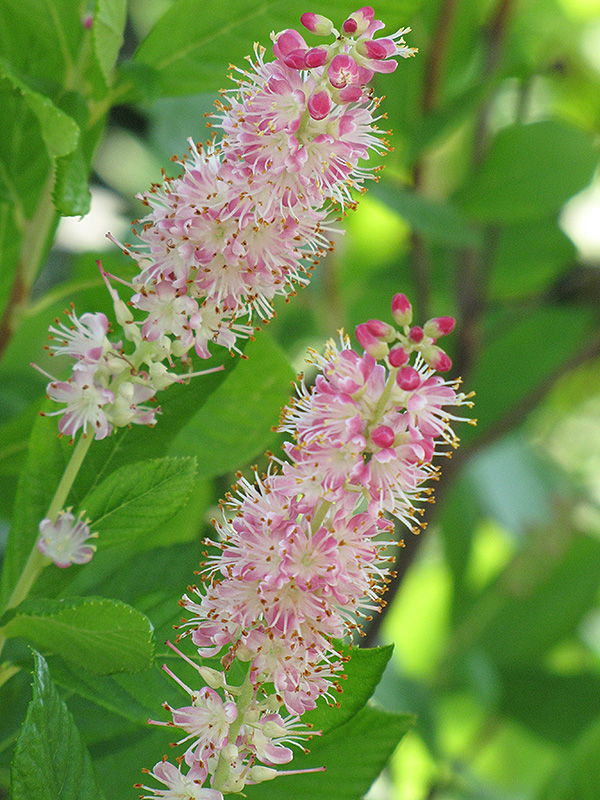 Ruby Spice Summersweet (Clethra alnifolia 'Ruby Spice') at Ted Lare Design and Build