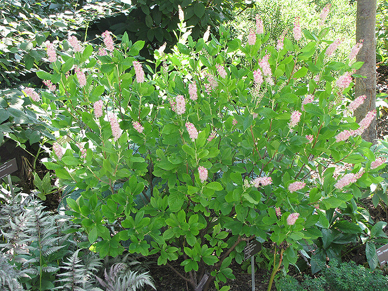 Ruby Spice Summersweet (Clethra alnifolia 'Ruby Spice') at Ted Lare Design and Build