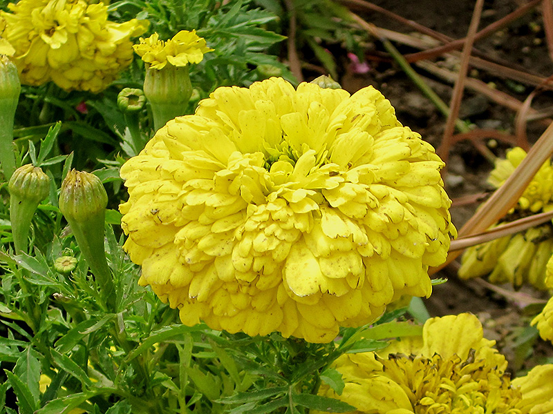 French Marigold (Tagetes patula) at Ted Lare Design and Build