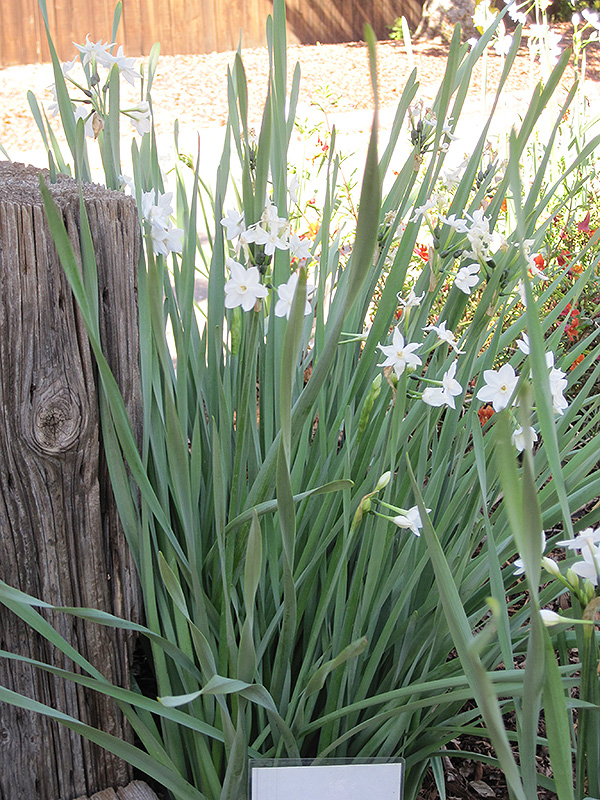 Paperwhites (Narcissus papyraceus) at Ted Lare Design and Build