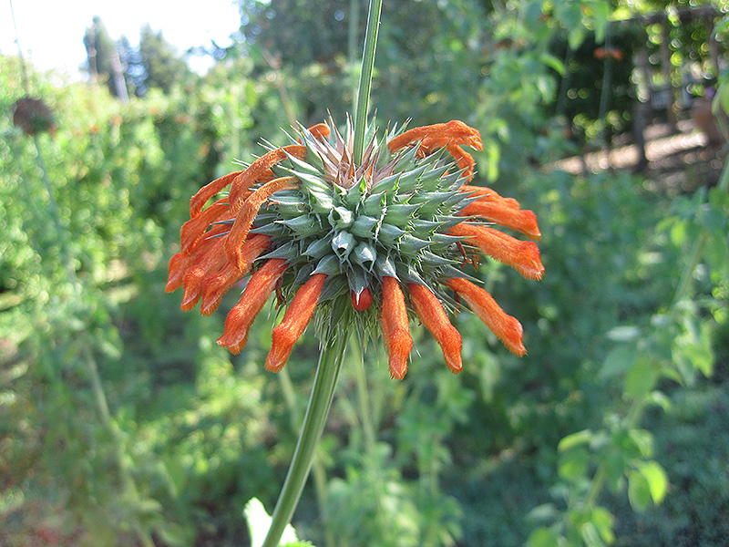 Lion's Ear (Leonotis nepetifolia) in Cumming, Iowa (IA) at Ted Lare ...