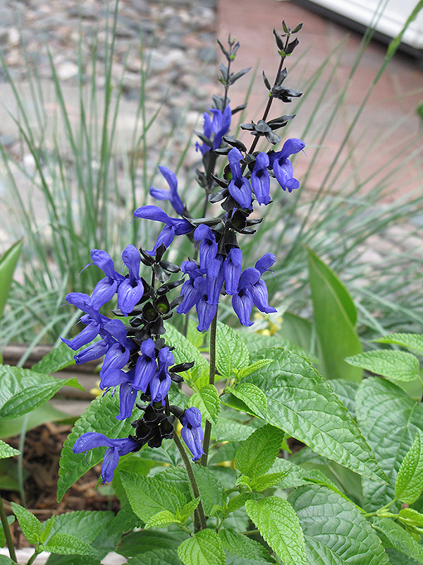 Black And Blue Anise Sage (Salvia guaranitica 'Black And Blue') at Ted Lare Design and Build