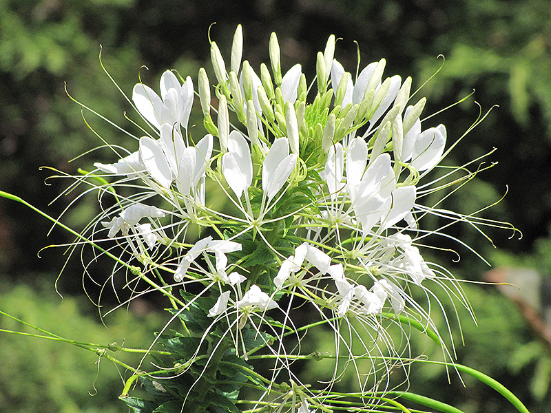 Sparkler White Spiderflower (Cleome hassleriana 'Sparkler White') at Ted Lare Design and Build