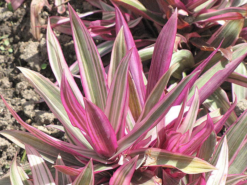 Variegated Moses In The Cradle (Tradescantia spathacea 'Variegata') at Ted Lare Design and Build