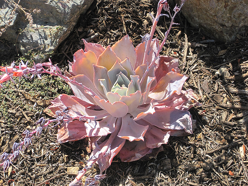 Afterglow Echeveria (Echeveria 'Afterglow') at Ted Lare Design and Build