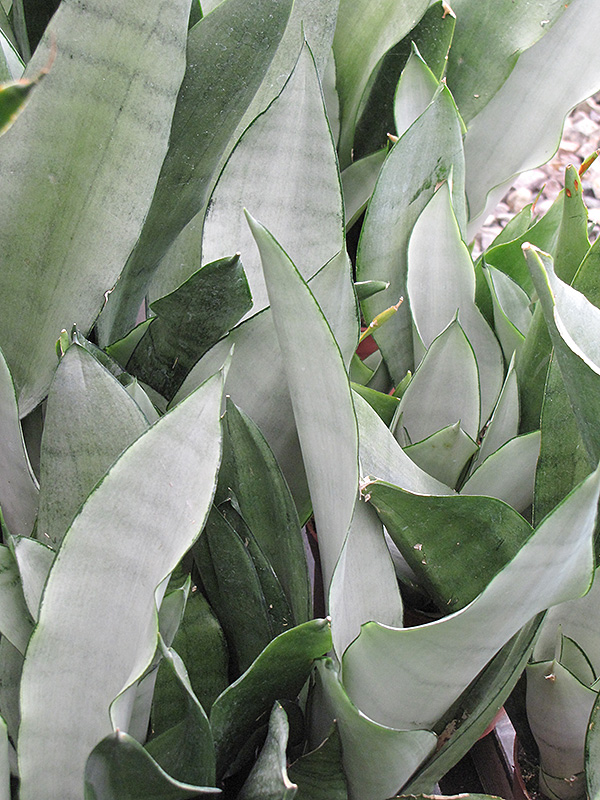 Moonshine Silver Snake Plant (Sansevieria trifasciata 'Moonshine') at Ted Lare Design and Build
