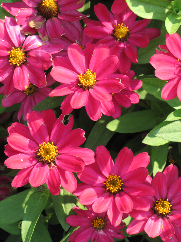 Profusion Cherry Zinnia (Zinnia 'Profusion Cherry') at Ted Lare Design and Build