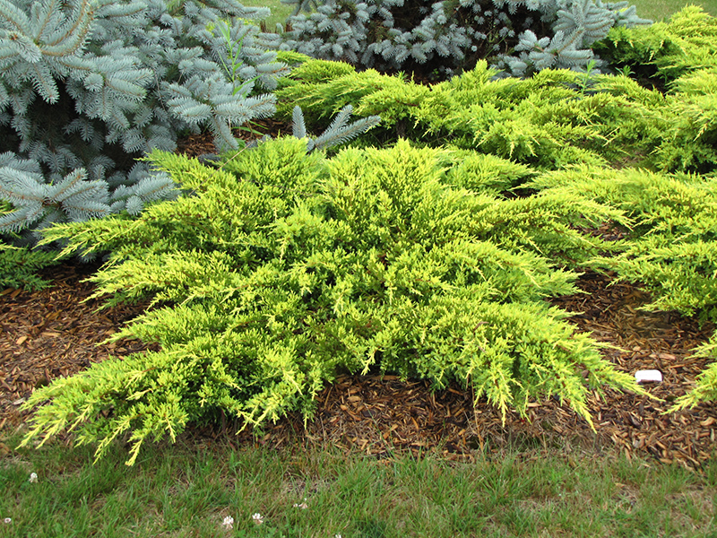 Daub's Frosted Juniper (Juniperus x media 'Daub's Frosted') at Ted Lare Design and Build