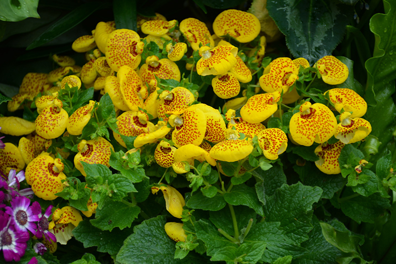 Cinderella Yellow Pocketbook Flower (Calceolaria 'Cinderella Yellow') at Ted Lare Design and Build