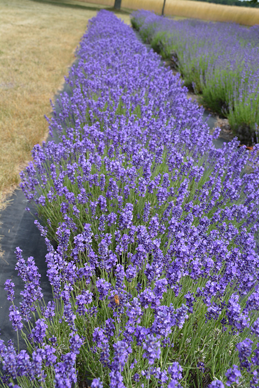 Hidcote Lavender (Lavandula angustifolia 'Hidcote') at Ted Lare Design and Build