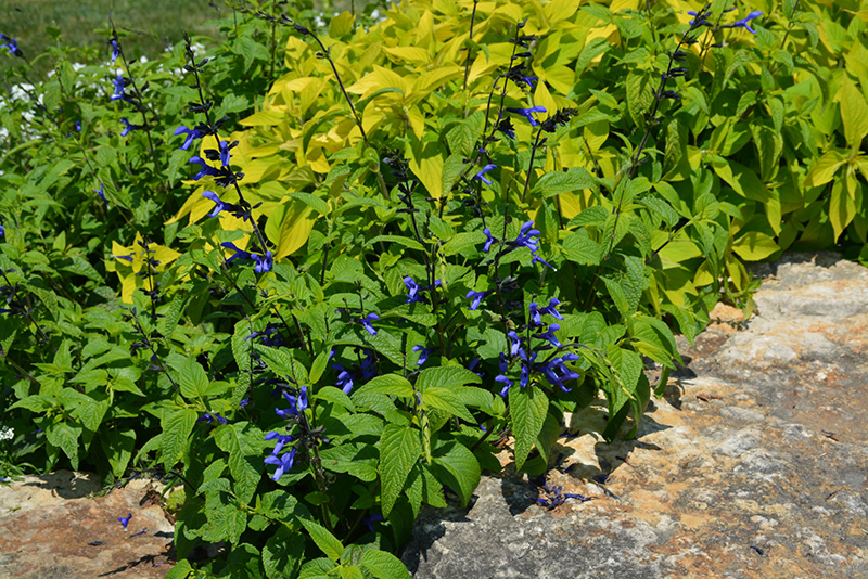 Black And Blue Anise Sage (Salvia guaranitica 'Black And Blue') at Ted Lare Design and Build