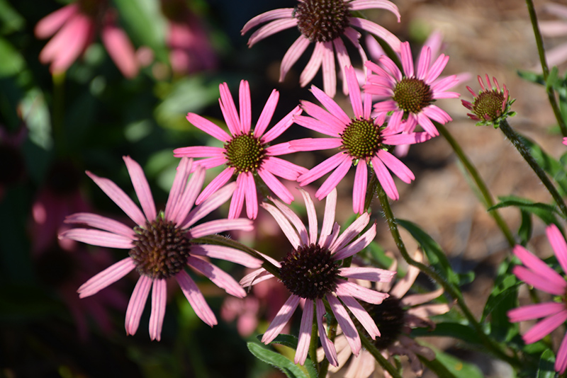 Rocky Top Coneflower (Echinacea tennesseensis 'Rocky Top') at Ted Lare Design and Build