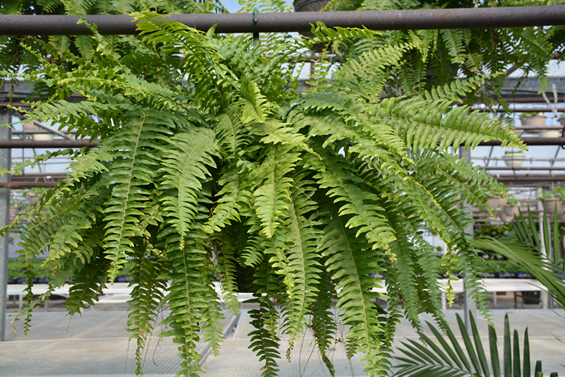 Boston Fern (Nephrolepis exaltata) at Ted Lare Design and Build