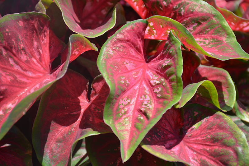 Scarlet Flame Caladium (Caladium 'Scarlet Flame') in Cumming, Iowa (IA ...