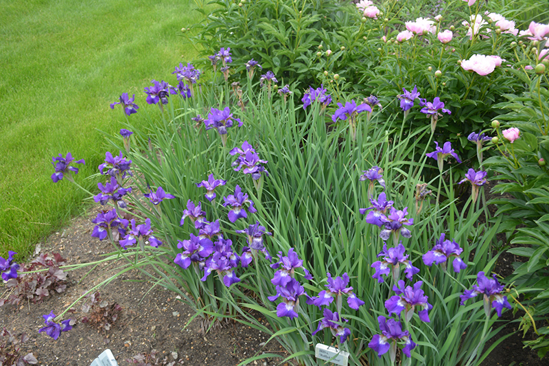 Ruffled Velvet Iris (Iris sibirica 'Ruffled Velvet') at Ted Lare Design and Build