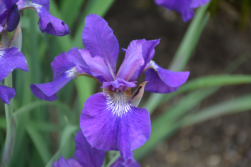 Ruffled Velvet Iris (Iris sibirica 'Ruffled Velvet') at Ted Lare Design and Build