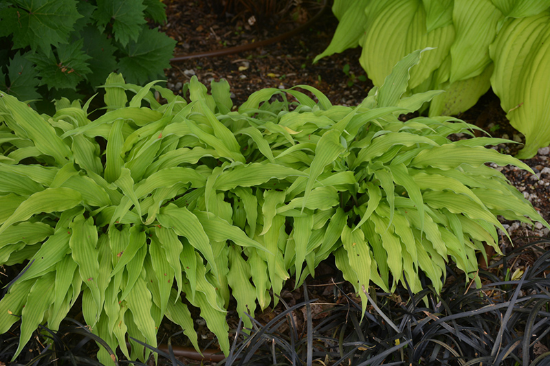 Curly Fries Hosta (Hosta 'Curly Fries') at Ted Lare Design and Build