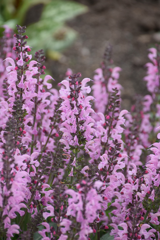 Color Spires Pink Dawn Sage (Salvia 'Pink Dawn') at Ted Lare Design and Build