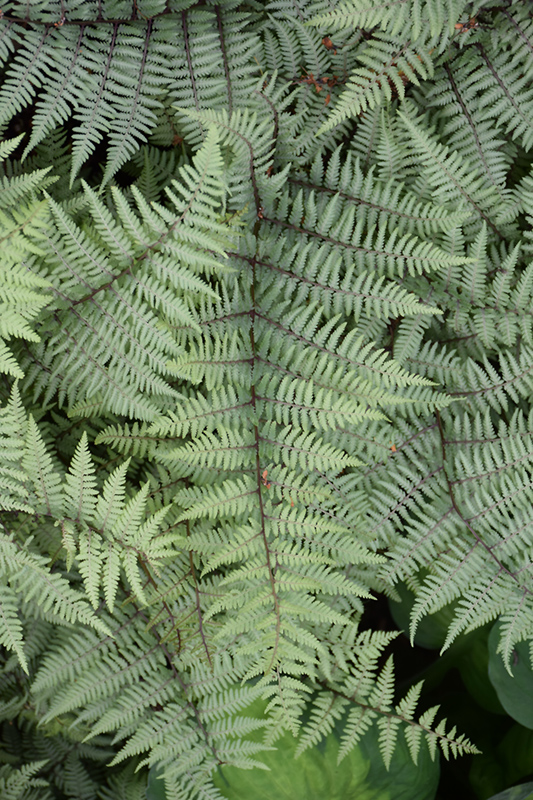 Ghost Fern (Athyrium 'Ghost') at Ted Lare Design and Build