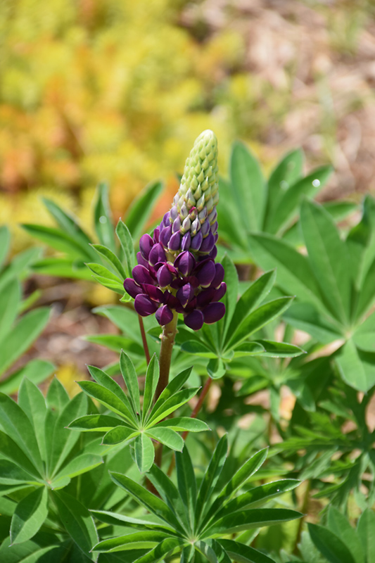 Popsicle Blue Lupine (Lupinus 'Popsicle Blue') at Ted Lare Design and Build