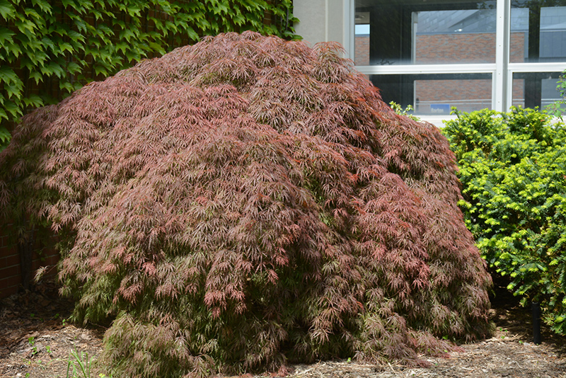 Red Select Japanese Maple (Acer palmatum 'Red Select') at Ted Lare Design and Build