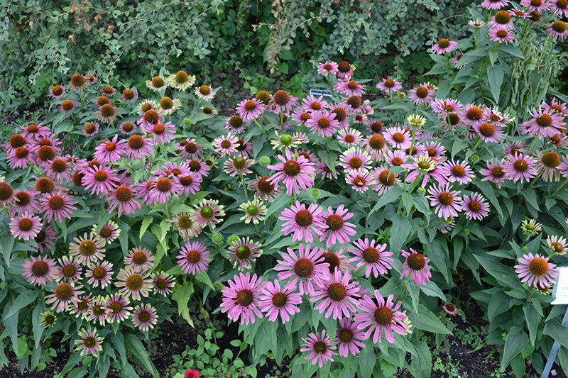 Green Twister Coneflower (Echinacea purpurea 'Green Twister') at Ted Lare Design and Build