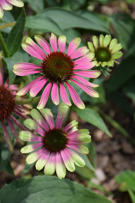 Green Twister Coneflower (Echinacea purpurea 'Green Twister') at Ted Lare Design and Build