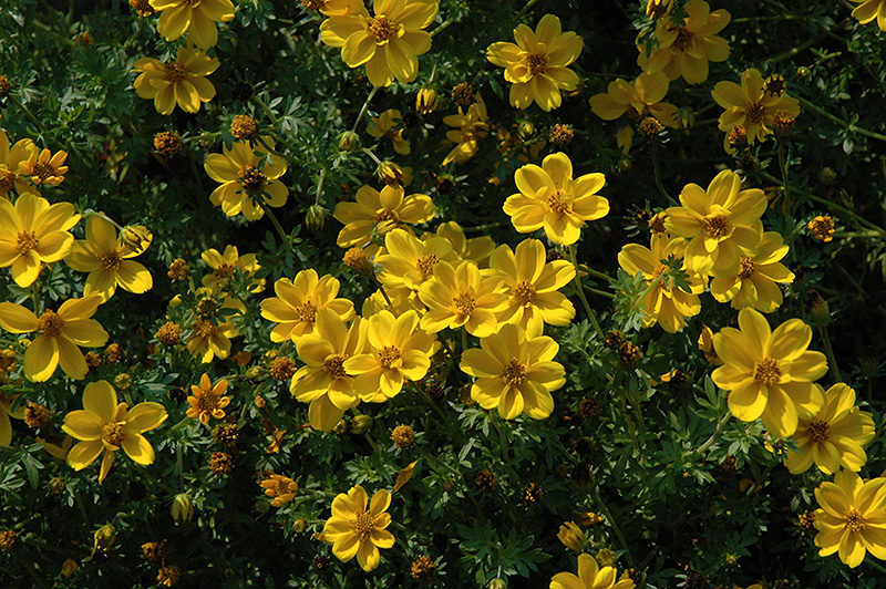 Yellow Sunshine Bidens (Bidens ferulifolia 'Yellow Sunshine') at Ted Lare Design and Build
