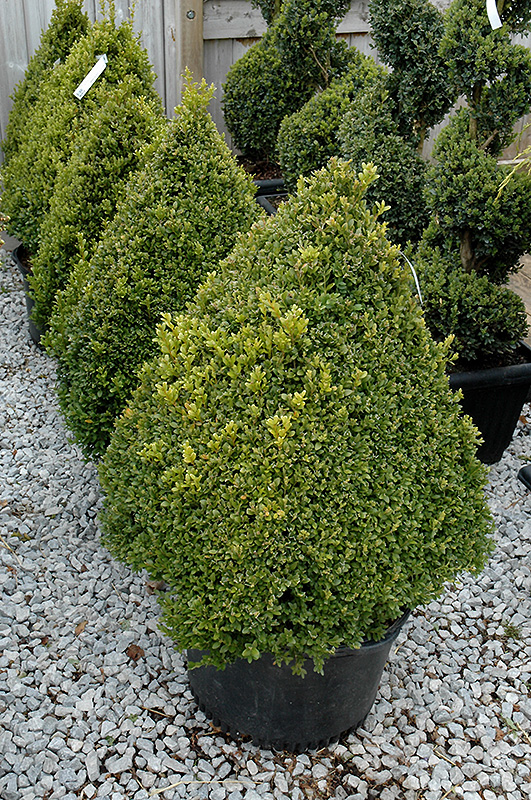 Green Mountain Boxwood (pyramid form) (Buxus 'Green Mountain (pyramid)') at Ted Lare Design and Build