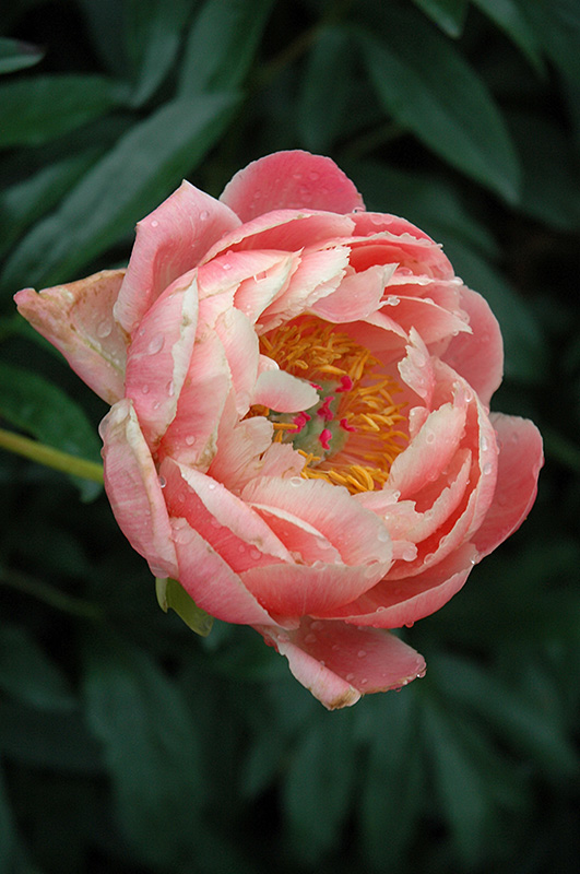 Coral Charm Peony (Paeonia 'Coral Charm') at Ted Lare Design and Build