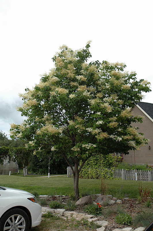 Japanese Tree Lilac (Syringa reticulata) at Ted Lare Design and Build