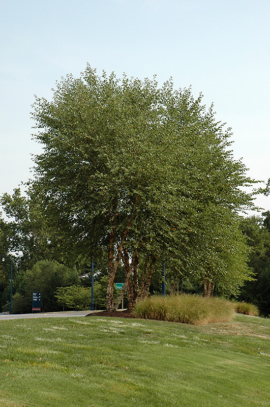 Heritage River Birch (clump) (Betula nigra 'Heritage (clump)') at Ted Lare Design and Build