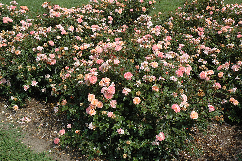 Apricot Drift Rose (Rosa 'Meimirrote') at Ted Lare Design and Build