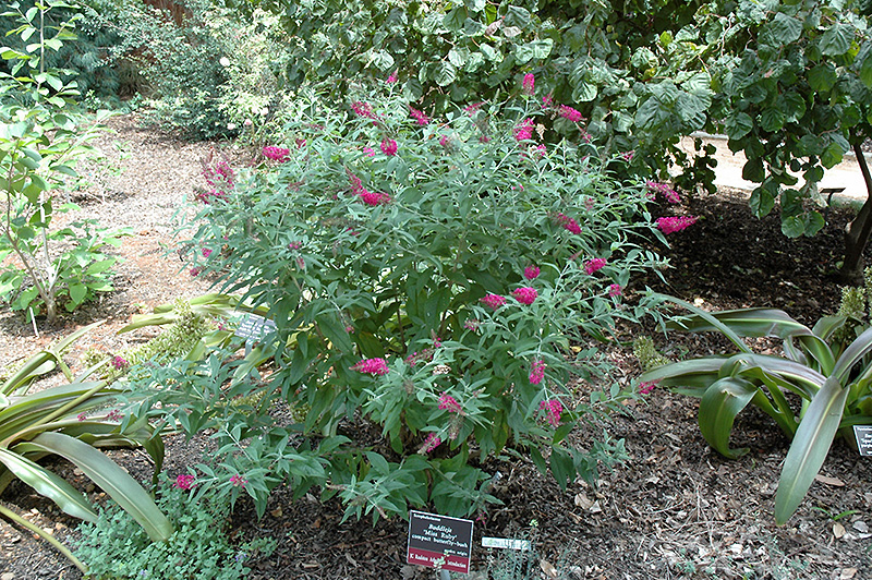 Miss Ruby Butterfly Bush (Buddleia davidii 'Miss Ruby') at Ted Lare Design and Build