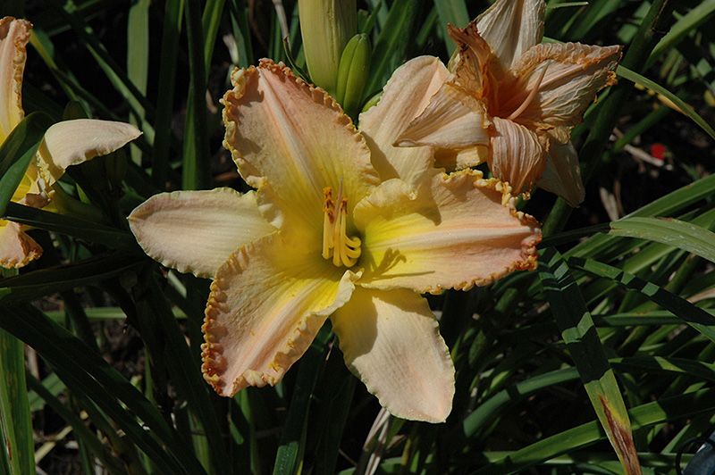 Pizza Crust Daylily (Hemerocallis 'Pizza Crust') at Ted Lare Design and Build