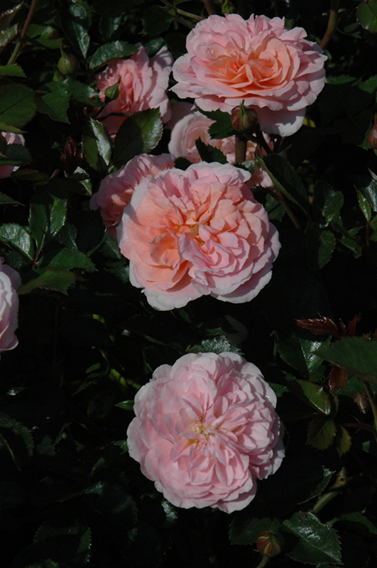 Apricot Drift Rose (Rosa 'Meimirrote') at Ted Lare Design and Build