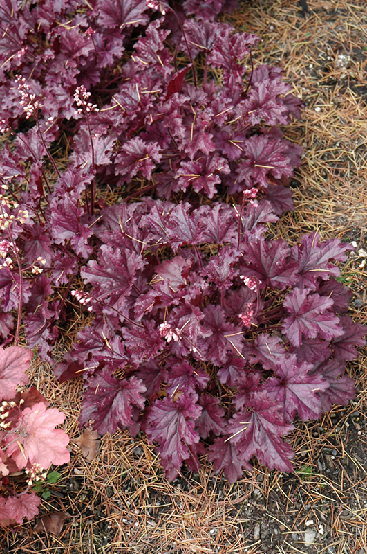 Forever Purple Coral Bells (Heuchera 'Forever Purple') at Ted Lare Design and Build