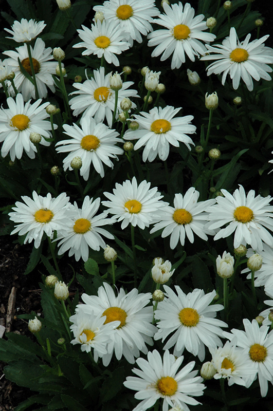 Whoops-A-Daisy Shasta Daisy (Leucanthemum x superbum 'Whoops-A-Daisy') at Ted Lare Design and Build