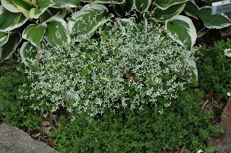Diamond Frost Euphorbia (Euphorbia 'INNEUPHDIA') at Ted Lare Design and Build