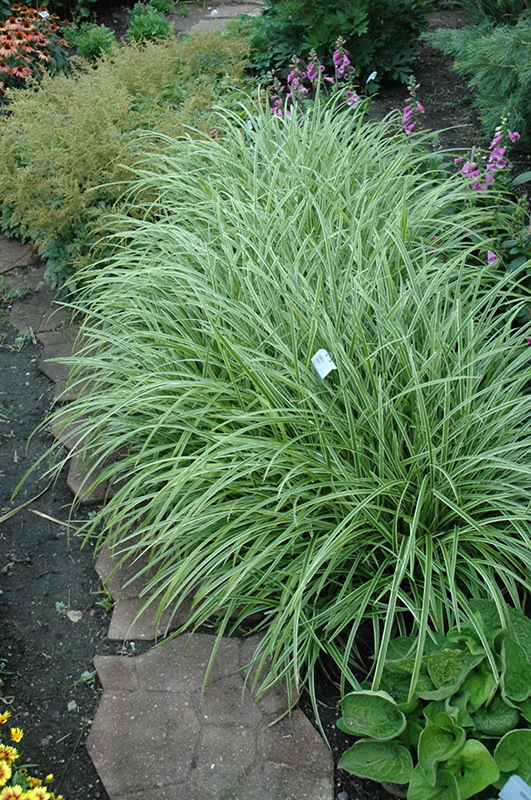 Ice Dance Sedge (Carex morrowii 'Ice Dance') at Ted Lare Design and Build