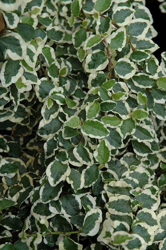 Variegated Creeping Fig (Ficus pumila 'Variegata') at Ted Lare Design and Build