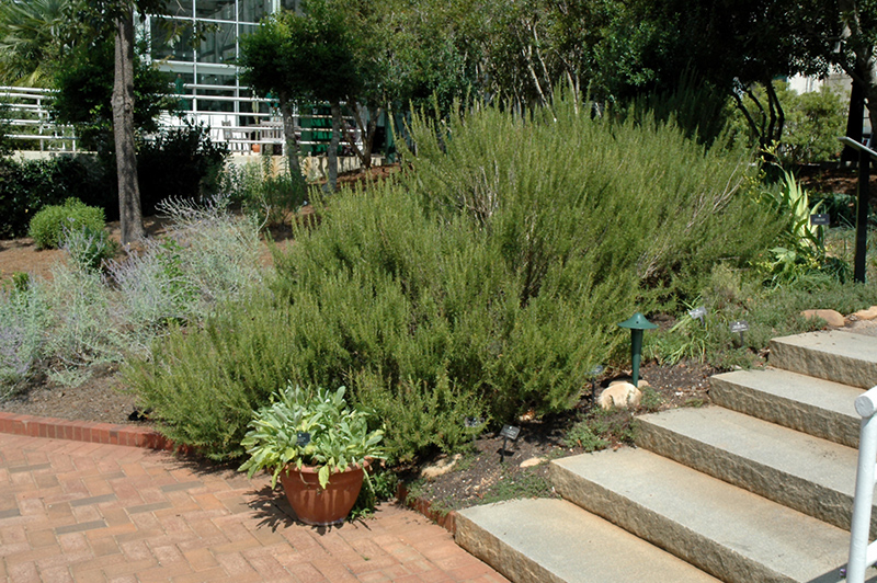 Rosemary (Rosmarinus officinalis) at Ted Lare Design and Build